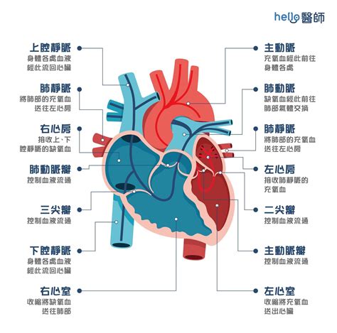 心臟位置圖|5